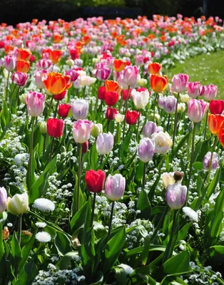 Красивые весенние цветы - YouTube