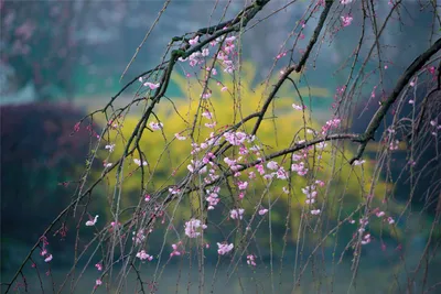 свободная очень приятные цветные весенние цветы Мдаш макро фото Стоковое  Фото - изображение насчитывающей свет, цветасто: 244105138