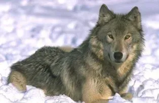 Самый красивый волк в мире - 93 фото