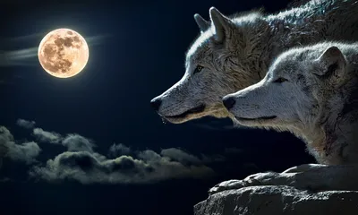 Мой волк, 2021 — описание, интересные факты — Кинопоиск