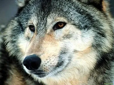 К чему снится волк — сонник: волк во сне | 7Дней.ру