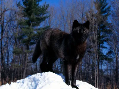 Волк в человечьей шкуре - Алёна Лесняк