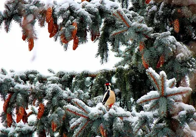 Зима на фото | 30 красивых зимних фотографий