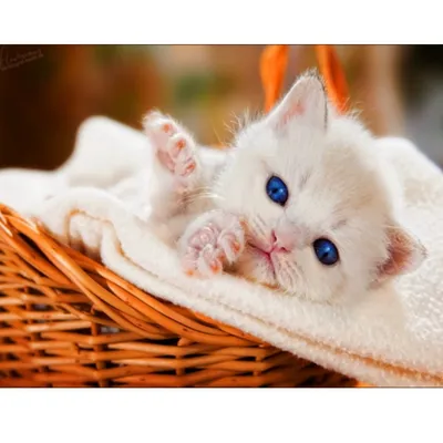 Очень милые кошки - картинки и фото koshka.top