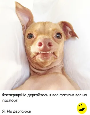 Самые смешные мемы недели: фейсбук в украинских флажках, каски от Германии  - novosti-rossija - 24 Канал