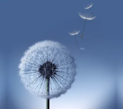 Одуванчик | Dandelion wallpaper, Galaxy s3 wallpaper, Stock wallpaper