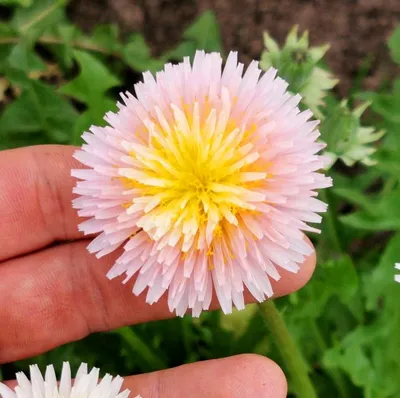 РОЗОВЫЙ Одуванчик — Taraxacum Pseudoroseum | Дом Помидоров - Помидом