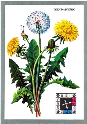 Flower embroidery: Dandelions | Цветочная вышивка: Одуванчики - YouTube