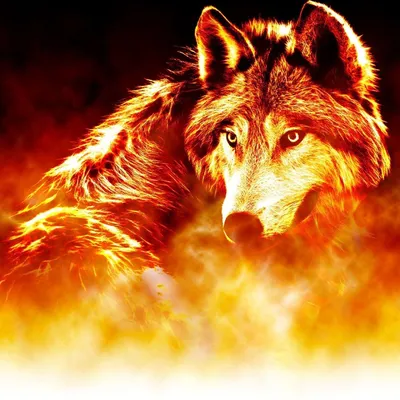 Огненный волк картинки - 79 фото