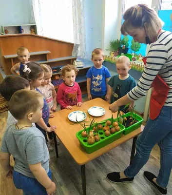 Огород на окне в детском саду \"Совенок\" - занятие, которое понравится всем  дошколькам - Электронная газета 727373-info.ru