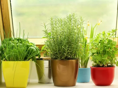 Огород на подоконнике: 7 растений, которые вы легко можете вырастить у себя  дома - МЕТА