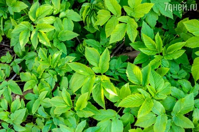 10 съедобных сорняков, которые могут расти на вашей земле (ФОТО) -  zerno-ua.com