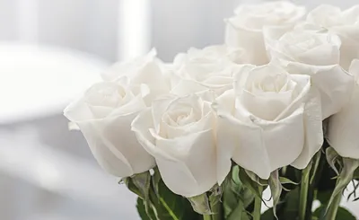Купить Большой букет Белых роз, в магазине Букет-СПб - Доставка цветов в  Санкт-Петербурге недорого | Заказать букет с доставкой в Букет-Питер