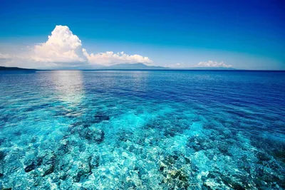 Ученые требуют признать Мировой океан живым существом — НикВести — Новости  Николаева