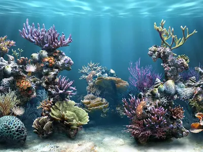 Сколько океанов на планете Земля и что о них известно