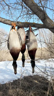 Охота на огаря, или красную утку - Русский охотничий портал
