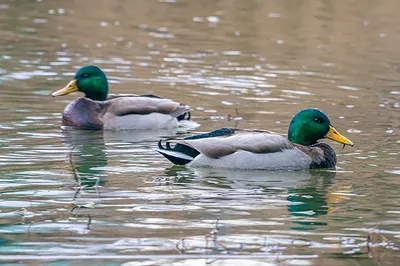 🦆 Охота на утку: способы, сроки открытия, тонкости и советы - GetHunt