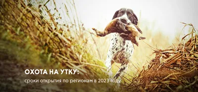 Осенняя охота на утку в Ростовской области