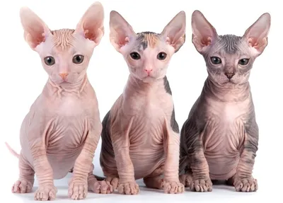 лысый кот канадской породы сфинкс. цвет шоколада. Стоковое Фото -  изображение насчитывающей кот, смешно: 219594754