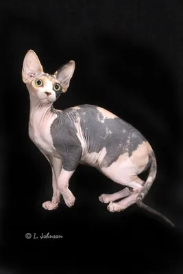 Донской сфинкс: фото, характер, описание породы кошек донской сфинкс | Блог  зоомагазина Zootovary.com