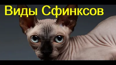 Канадский сфинкс: описание породы кошки, характер, фото и цена | kotodom.ru