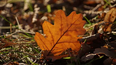 Очаровательный октябрь: фотографии осеннего Покрова | Інформатор Нікополь