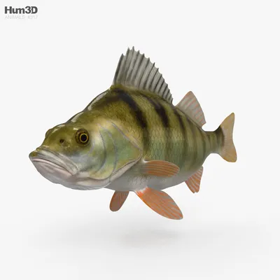 Окунь 3D модель - Скачать Животные на 3DModels.org
