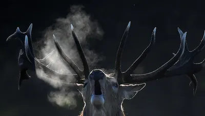 Северные олени научились видеть ультрафиолет, чтобы находить лишайники зимой