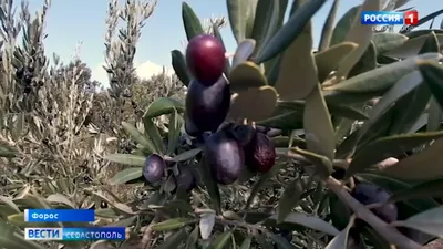 Испанские оливки – что может быть лучше?