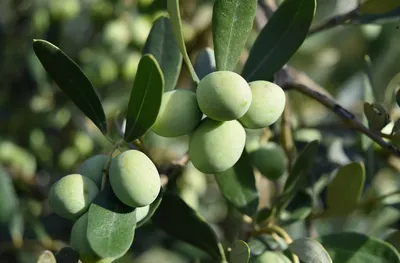 Оливковый цвет в интерьере: 55 фото, сочетания оливкового с другими цветами  | Hoff