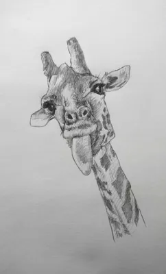 Скетч олівцем. Жирафа. Pencil sketch. Giraffe. | Sketch painting, Drawings,  Art drawings
