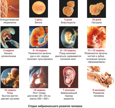 35—1. Онтогенез человека. Эмбриональное развитие человека: Эмбриональный  (внутриутробный) этап онтогенеза