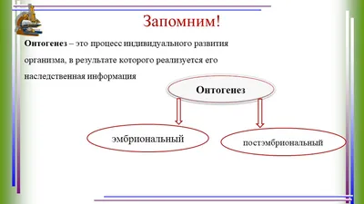 Онтогенез — тема интересная и важная. Но часть терминов в 9 классе лучше  убрать | Елена Сова: пуд соли в школе | Дзен