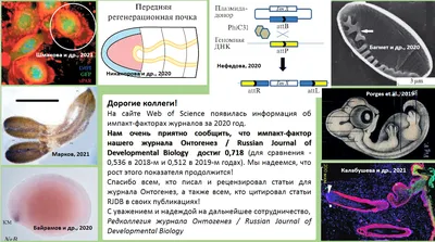 Онтогенез | BioFamily | ЕГЭ по биологии 2024 | Дзен