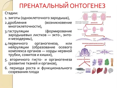 kindermassage.panorama - ❗❗МОТОРНЫЙ ОНТОГЕНЕЗ- это изменение движений и  двигательных возможностей человека на протяжении его жизни. ⠀ 👶 С момента  рождения ребёнок не умеет владеть своими движениями, 👐на первом году жизни  ребёнок проходит