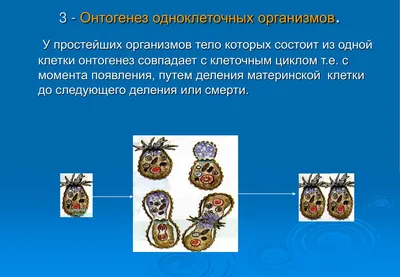 Онлайн-курс «Онтогенез человека»