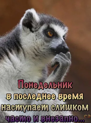 Опять понедельник