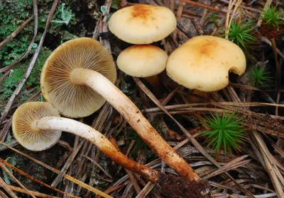 Ложные опята: фото, описание, как отличить от съедобных грибов