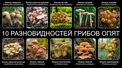 ложные опята | Mood board, Foraging