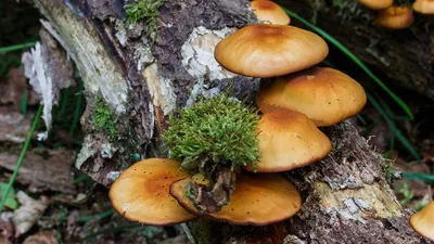 Красноярские ученые назвали причину массовоого усыхания лесов - грибы опята  | ЭКОЛОГИЯ | АиФ Красноярск