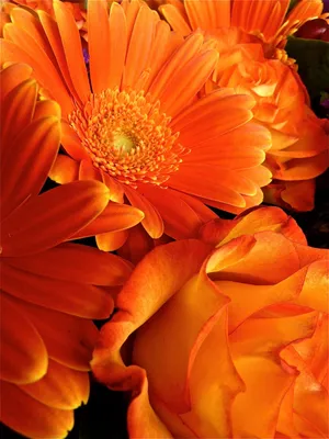 Оранжевые картинки - 75 фото