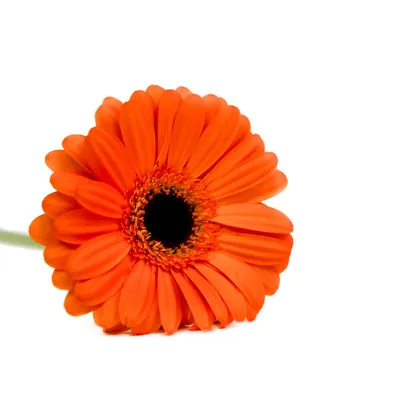 оранжевые цветы на белом фоне Стоковое Фото - изображение насчитывающей  свеже, флористическо: 219721950