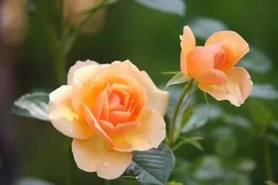 Шляпная коробка с цветами «Оранжевые розы Вау» - заказать и купить за 8 690  ₽ с доставкой в Москве - партнер «Амарант»