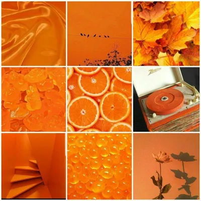 Оранжевые осенние цветы (45 фото) - 45 фото