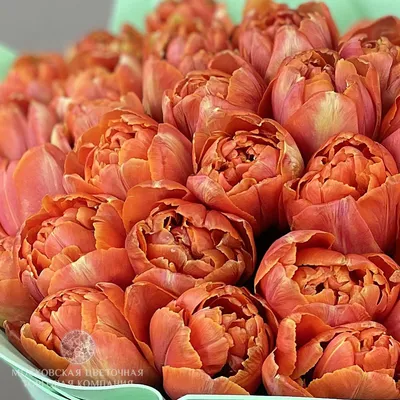 Фотообои Оранжевые цветы с ветками», (арт. 20123) - купить в  интернет-магазине Chameleon