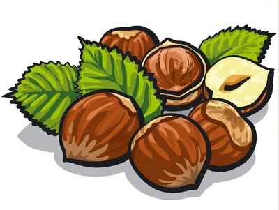 Кедровые орехи внесли в перечень стратегически важных товаров и ресурсов —  РБК