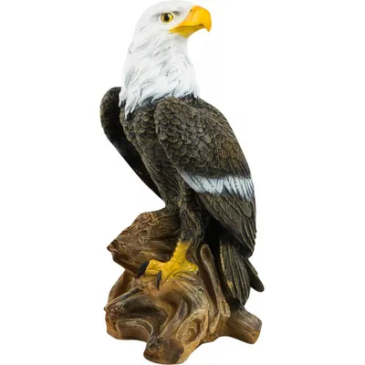 белоголовый орел в шкафу. динамический орел на камеру Стоковое Изображение  - изображение насчитывающей сторона, ангстрома: 216677757