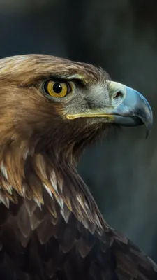Орел на скале – купить по низкой цене с доставкой по всей России