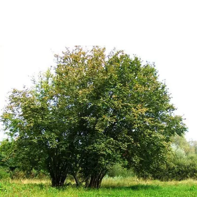 Лещина обыкновенная (Орешник) (Corylus avellana)