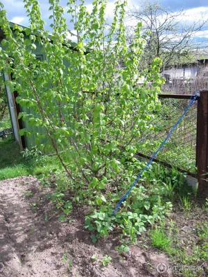 орешник | Plants, Garden